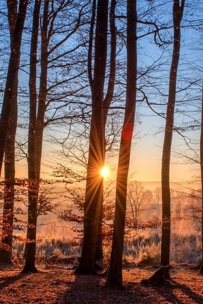 Annie Haak x Greenspark